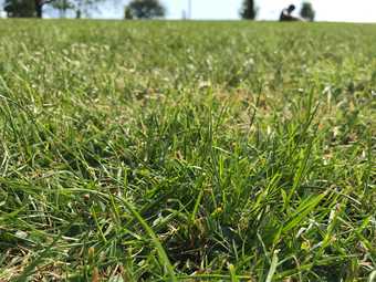 green grass