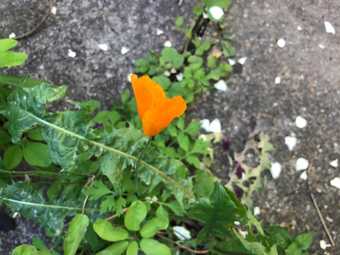 an orange poppy