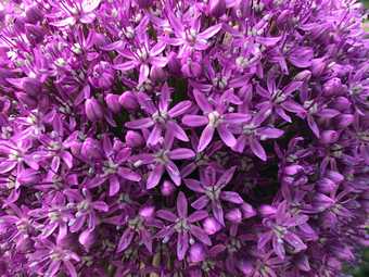 purple flowers, close up of an allium